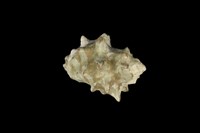 藏品(角岩螺)的圖片